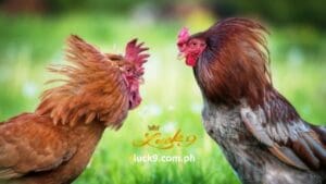 Dahil ito ay may malawak na hanay ng pag-aanak, hindi ito makakasama sa pakikipaglaban sa sabong. Dahil ito ay may reputasyon ng cock fighting big