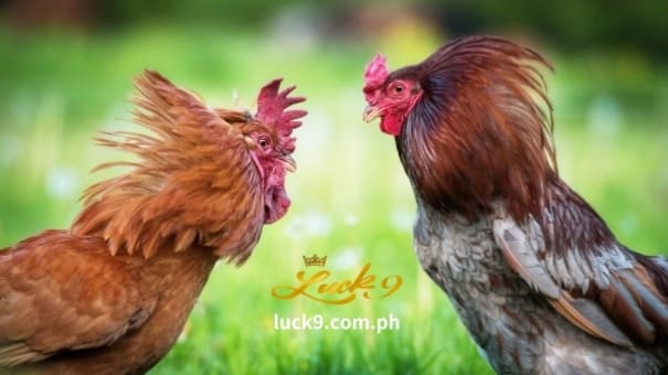 Dahil ito ay may malawak na hanay ng pag-aanak, hindi ito makakasama sa pakikipaglaban sa sabong. Dahil ito ay may reputasyon ng cock fighting big