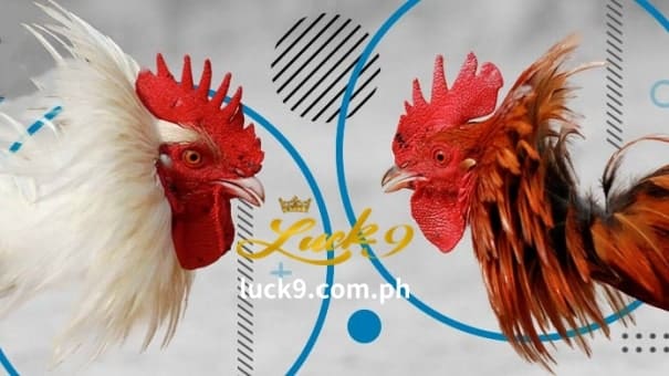 Mula noong pandemya ng COVID-19, ang E-Sabong ay nakakuha ng napakalaking tagasunod sa sikat na Luck9 Casino sa Pilipinas. Dahil dito, interesado ang mga mambabatas sa paggalugad sa isport at pagsasaayos ng mga batas sa sabong sa Pilipinas.